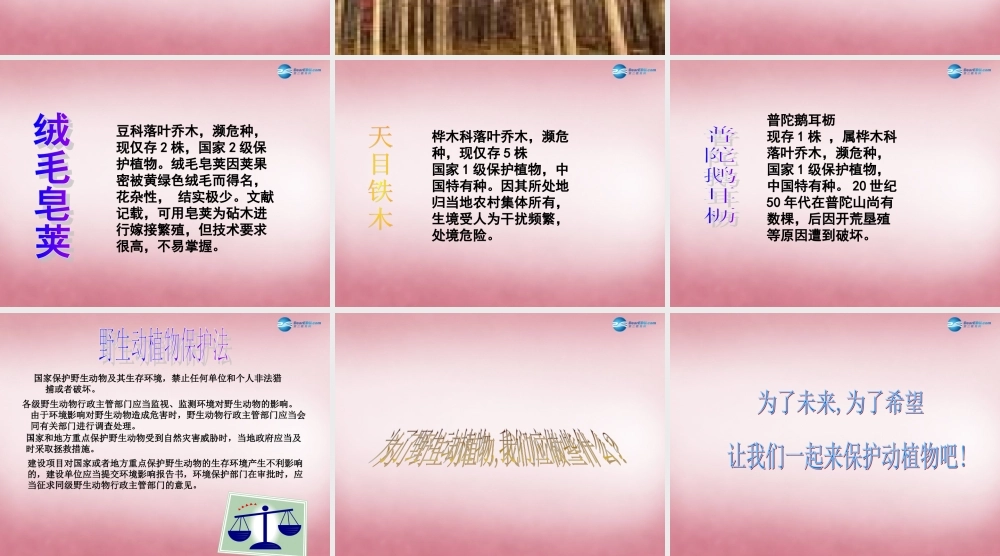 六年级科学上册 第5单元 24 珍稀动植物课件7 青岛版
