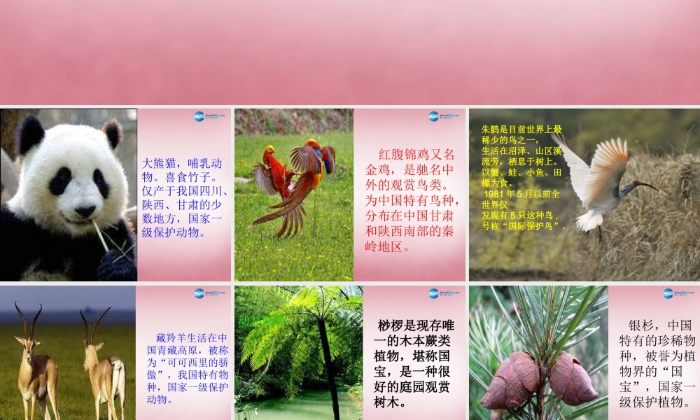 六年级科学上册 第5单元 24 珍稀动植物课件8 青岛版