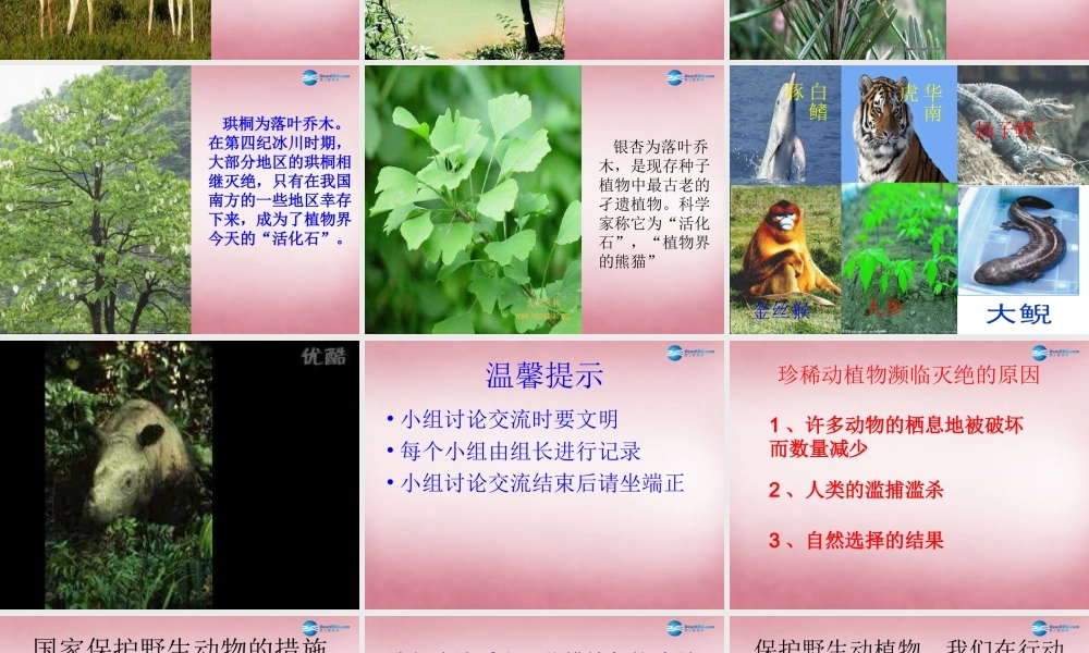 六年级科学上册 第5单元 24 珍稀动植物课件8 青岛版