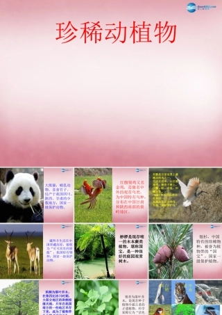 六年级科学上册 第5单元 24 珍稀动植物课件8 青岛版