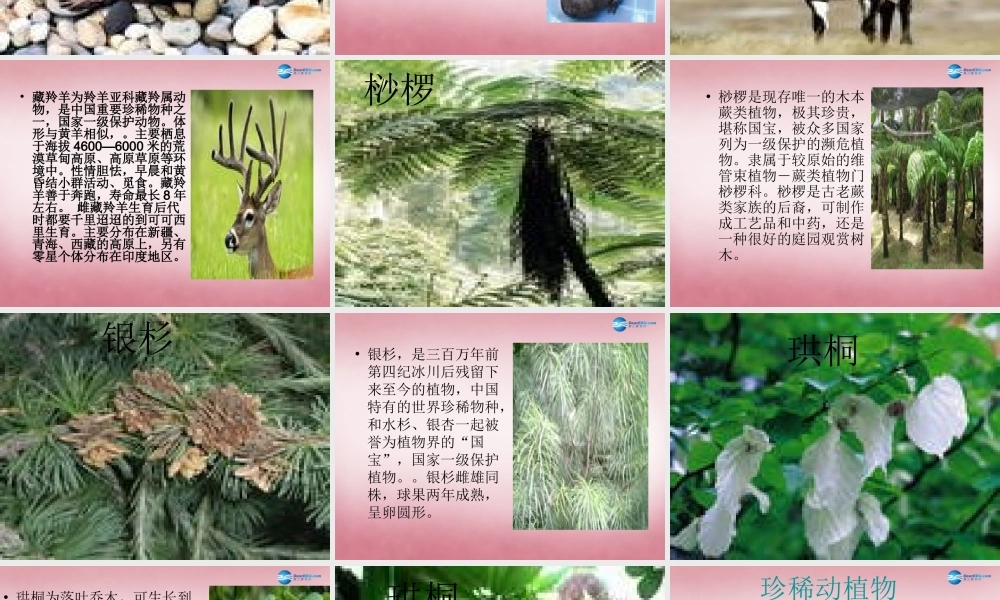 六年级科学上册 第5单元 24 珍稀动植物课件9 青岛版