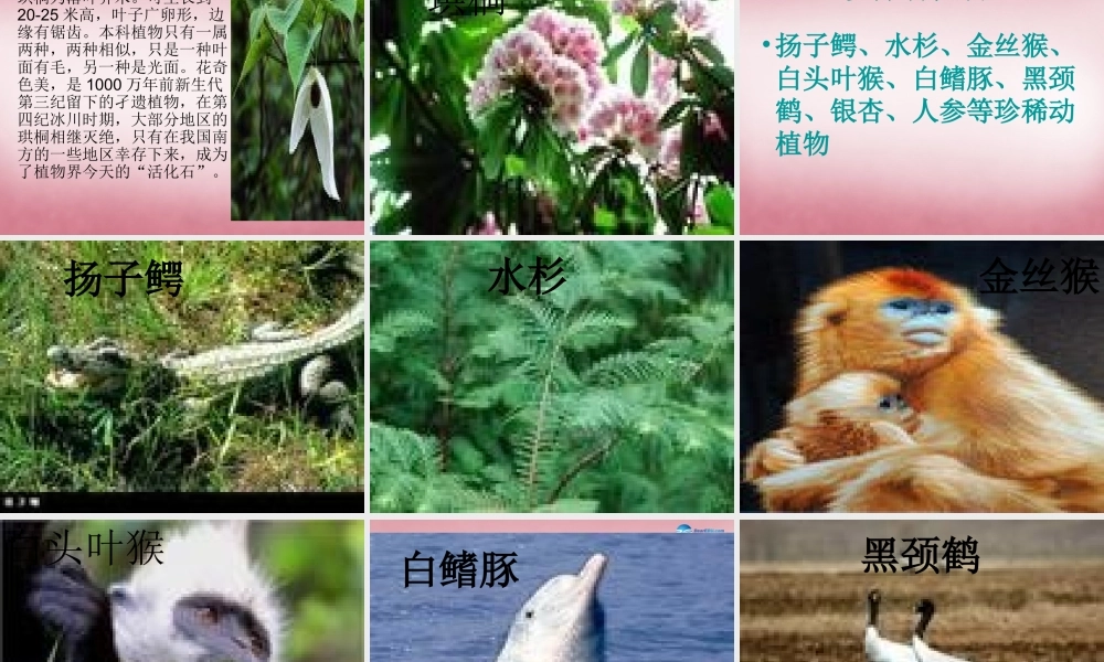 六年级科学上册 第5单元 24 珍稀动植物课件9 青岛版