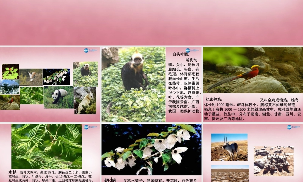 六年级科学上册 第5单元 24 珍稀动植物课件10 青岛版