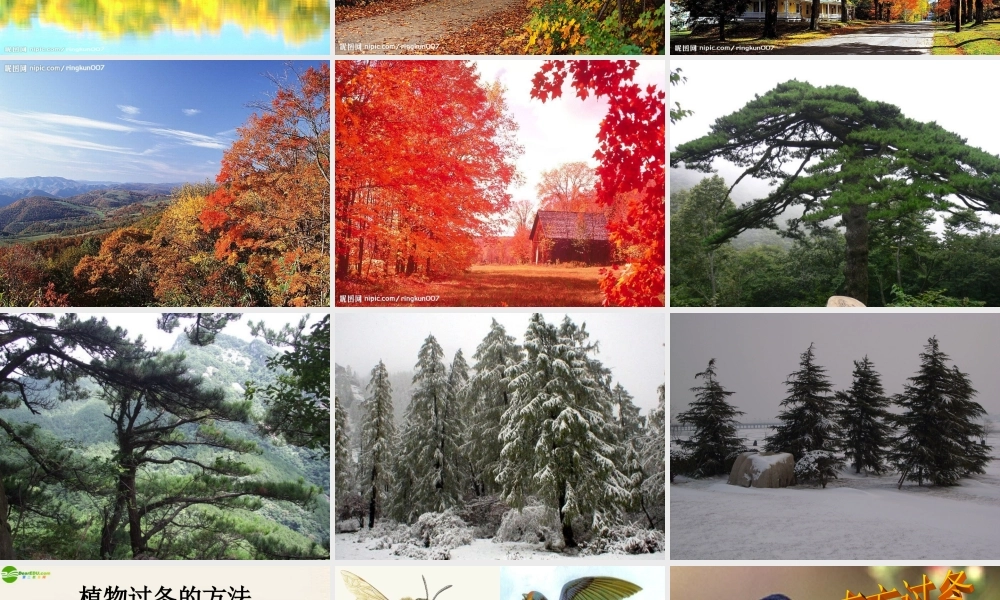 六年级科学上册 动植物是怎样过冬的课件 鄂教版