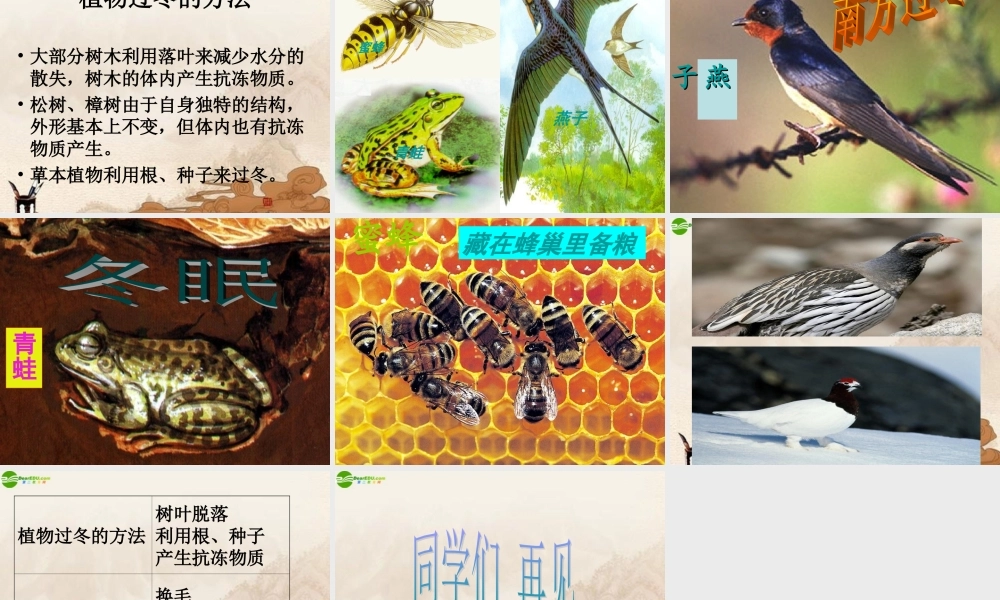 六年级科学上册 动植物是怎样过冬的课件 鄂教版
