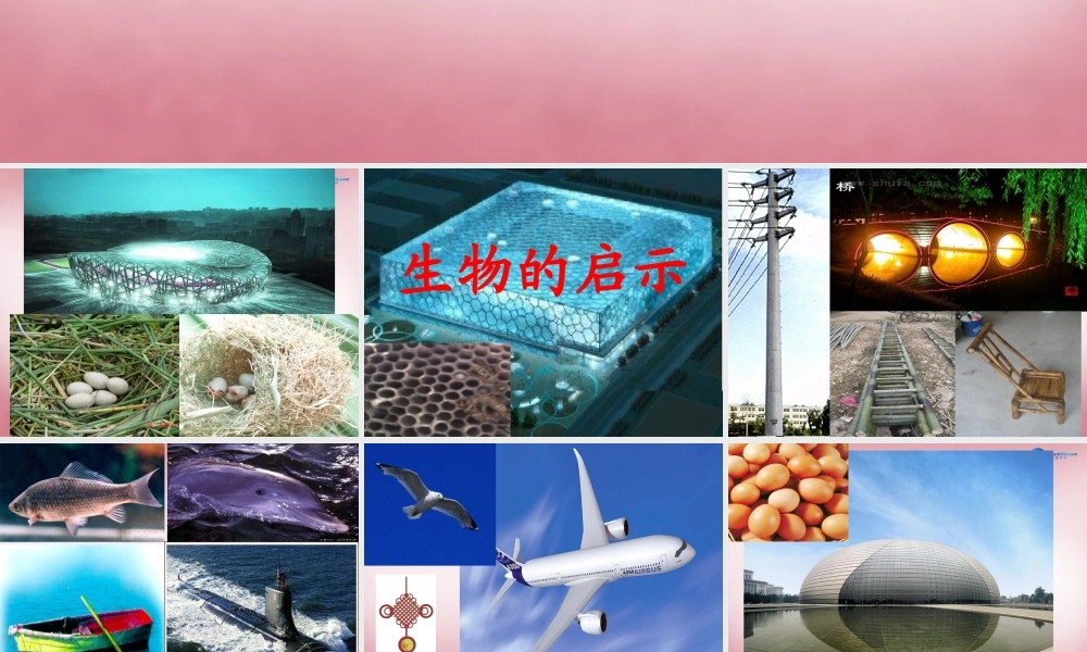 六年级科学上册 第5单元 25 生物的启示课件1 青岛版