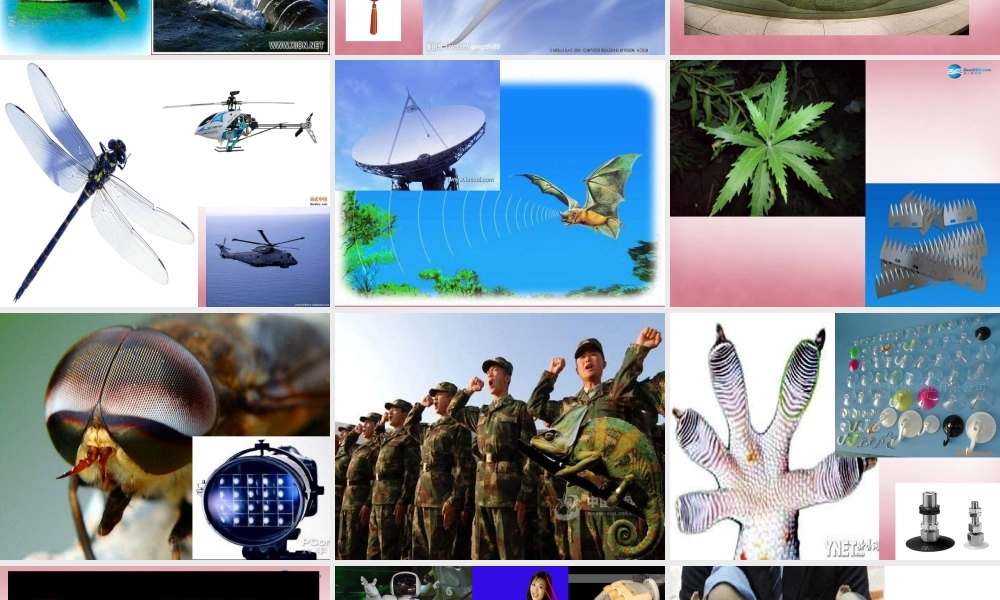 六年级科学上册 第5单元 25 生物的启示课件1 青岛版