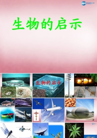 六年级科学上册 第5单元 25 生物的启示课件1 青岛版