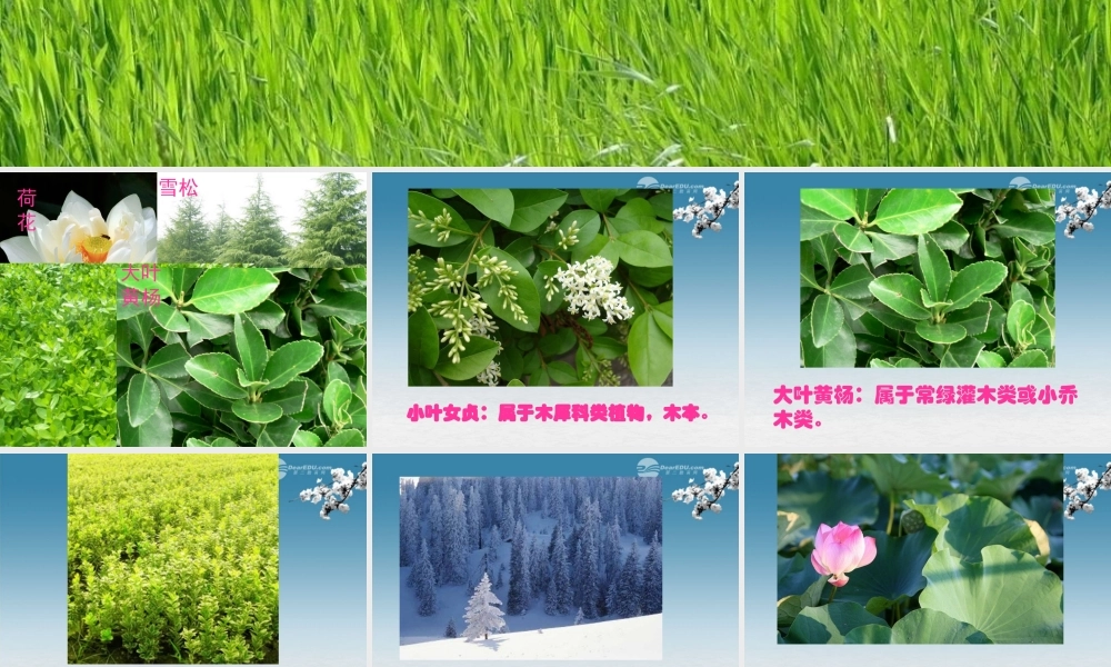 六年级科学上册 多种多样的植物 1课件 教科版