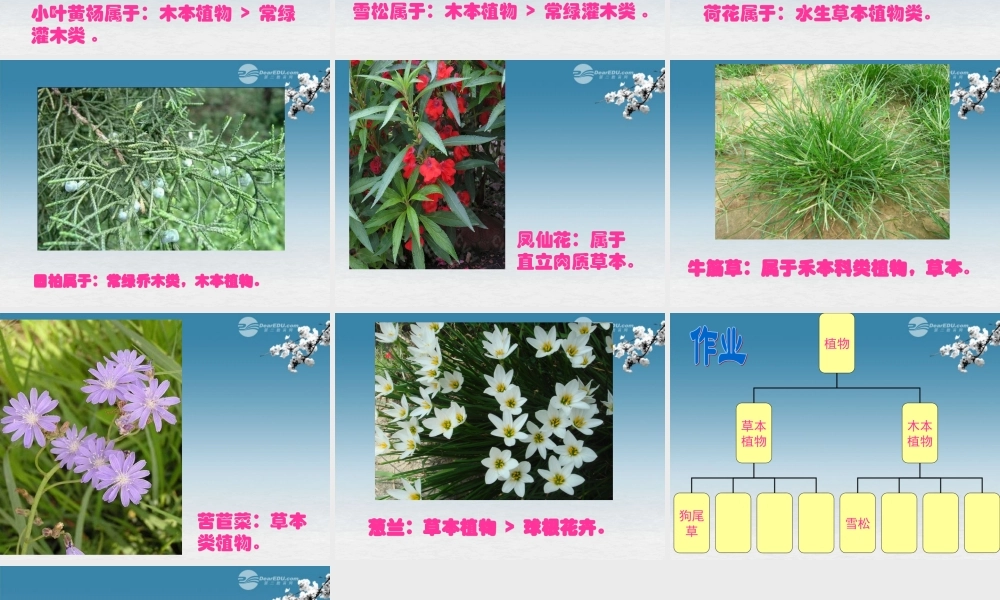 六年级科学上册 多种多样的植物 1课件 教科版