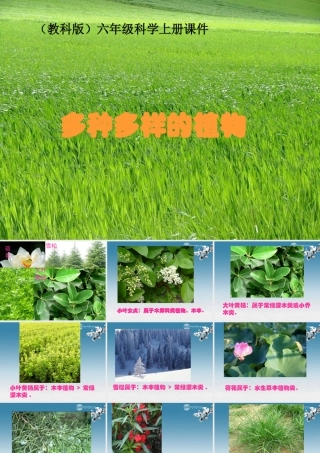 六年级科学上册 多种多样的植物 1课件 教科版