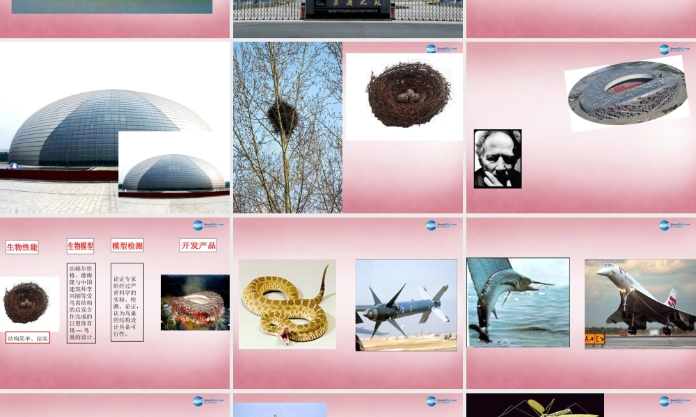 六年级科学上册 第5单元 25 生物的启示课件2 青岛版