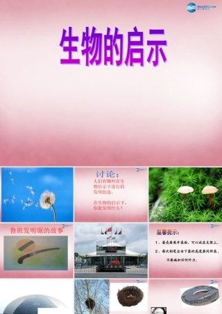 六年级科学上册 第5单元 25 生物的启示课件2 青岛版