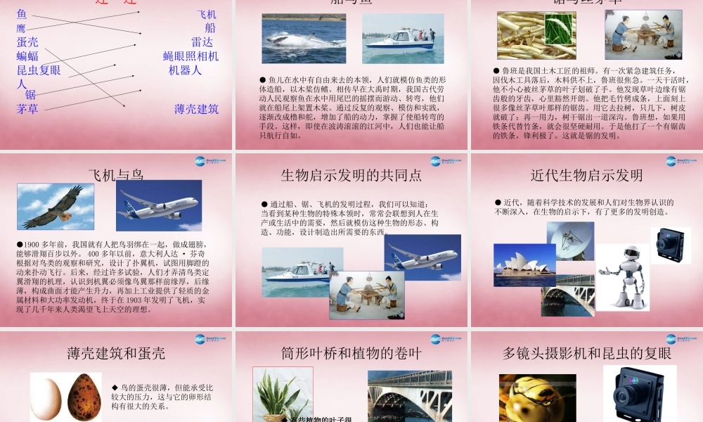 六年级科学上册 第5单元 25 生物的启示课件3 青岛版