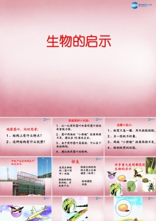 六年级科学上册 第5单元 25 生物的启示课件4 青岛版