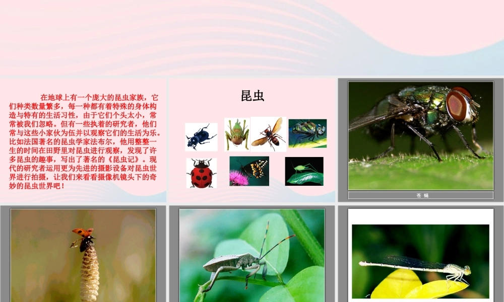 六年级科学下册 第一单元 微小世界 2 放大镜下的昆虫世界课件 教科版-教科版小学六年级下册自然科学课件