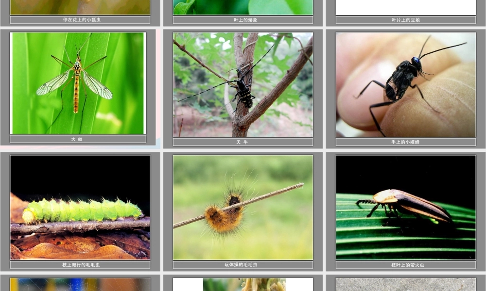 六年级科学下册 第一单元 微小世界 2 放大镜下的昆虫世界课件 教科版-教科版小学六年级下册自然科学课件