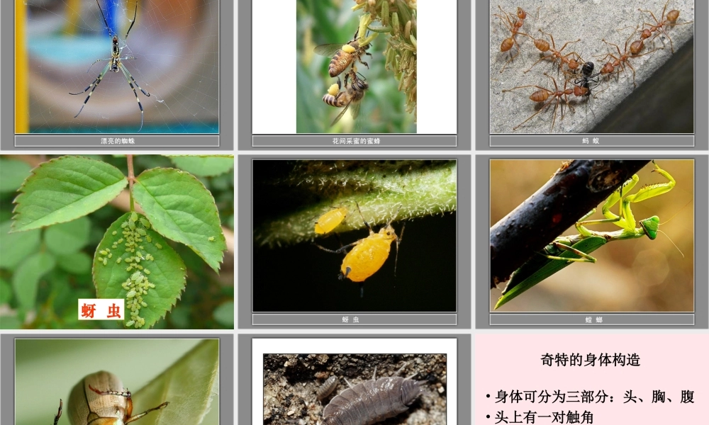 六年级科学下册 第一单元 微小世界 2 放大镜下的昆虫世界课件 教科版-教科版小学六年级下册自然科学课件