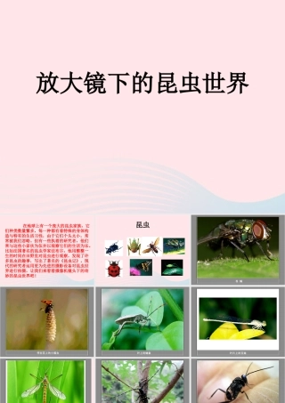 六年级科学下册 第一单元 微小世界 2 放大镜下的昆虫世界课件 教科版-教科版小学六年级下册自然科学课件