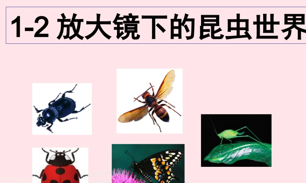 六年级科学下册 第一单元 微小世界 2《放大镜下的昆虫世界》课件1 教科版-教科版小学六年级下册自然科学课件