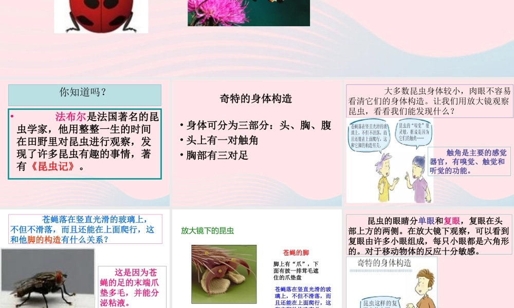 六年级科学下册 第一单元 微小世界 2《放大镜下的昆虫世界》课件1 教科版-教科版小学六年级下册自然科学课件