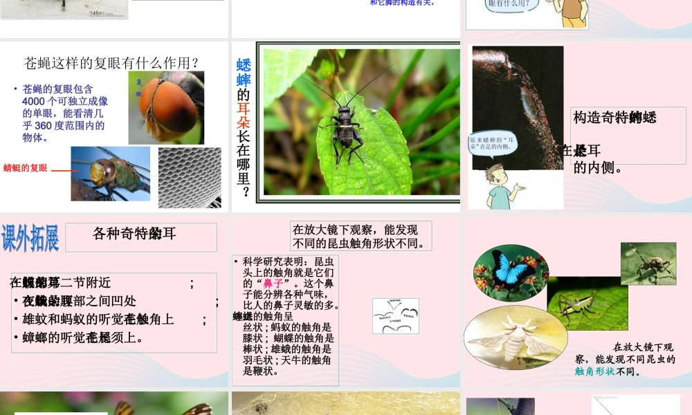 六年级科学下册 第一单元 微小世界 2《放大镜下的昆虫世界》课件1 教科版-教科版小学六年级下册自然科学课件