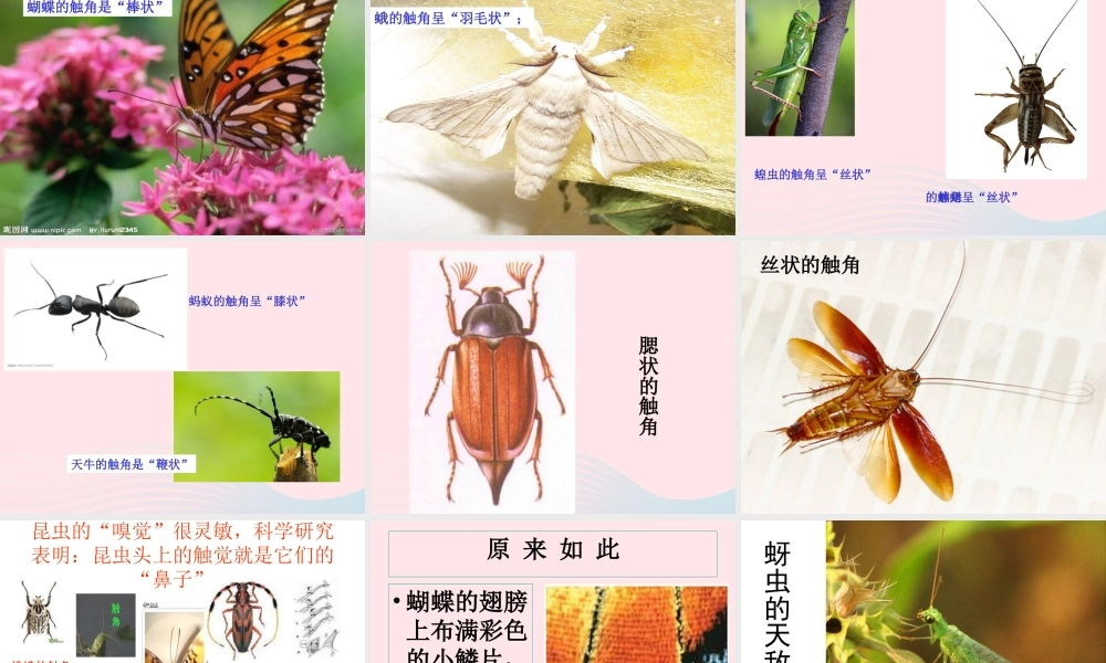 六年级科学下册 第一单元 微小世界 2《放大镜下的昆虫世界》课件1 教科版-教科版小学六年级下册自然科学课件