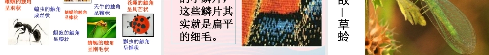 六年级科学下册 第一单元 微小世界 2《放大镜下的昆虫世界》课件1 教科版-教科版小学六年级下册自然科学课件