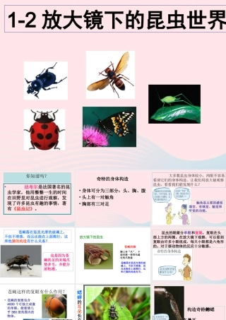六年级科学下册 第一单元 微小世界 2《放大镜下的昆虫世界》课件1 教科版-教科版小学六年级下册自然科学课件