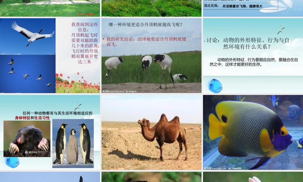 六年级科学下册 二 生物与环境 1 动物与环境课件 新人教版-新人教版小学六年级下册自然科学课件