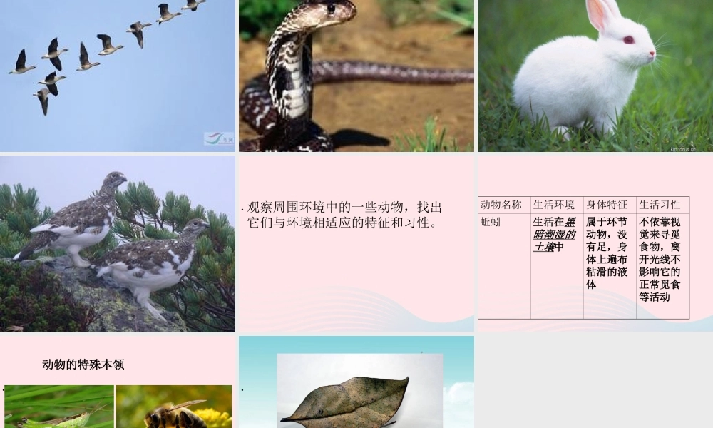 六年级科学下册 二 生物与环境 1 动物与环境课件 新人教版-新人教版小学六年级下册自然科学课件