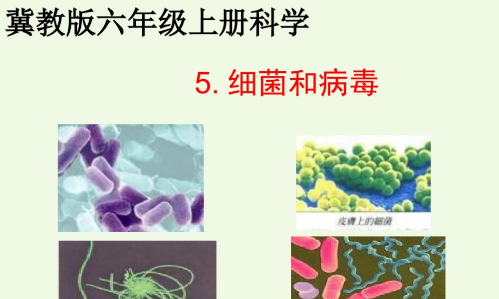 六年级科学上册 第5课 细菌和病毒课件1 冀教版-冀教版小学六年级上册自然科学课件