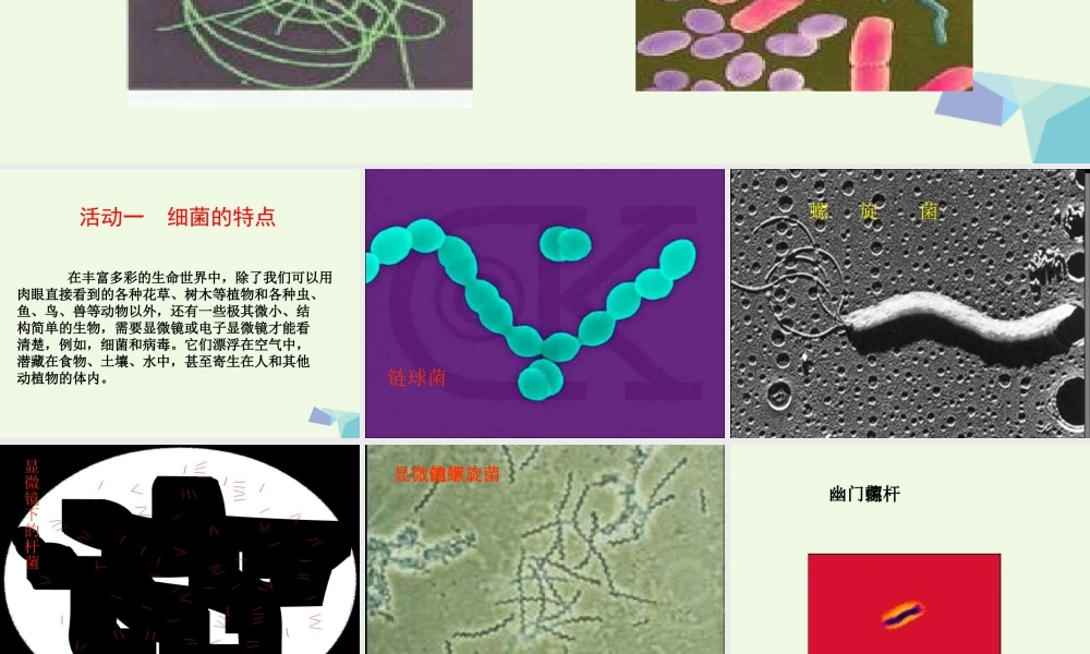 六年级科学上册 第5课 细菌和病毒课件1 冀教版-冀教版小学六年级上册自然科学课件