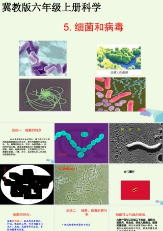 六年级科学上册 第5课 细菌和病毒课件1 冀教版-冀教版小学六年级上册自然科学课件