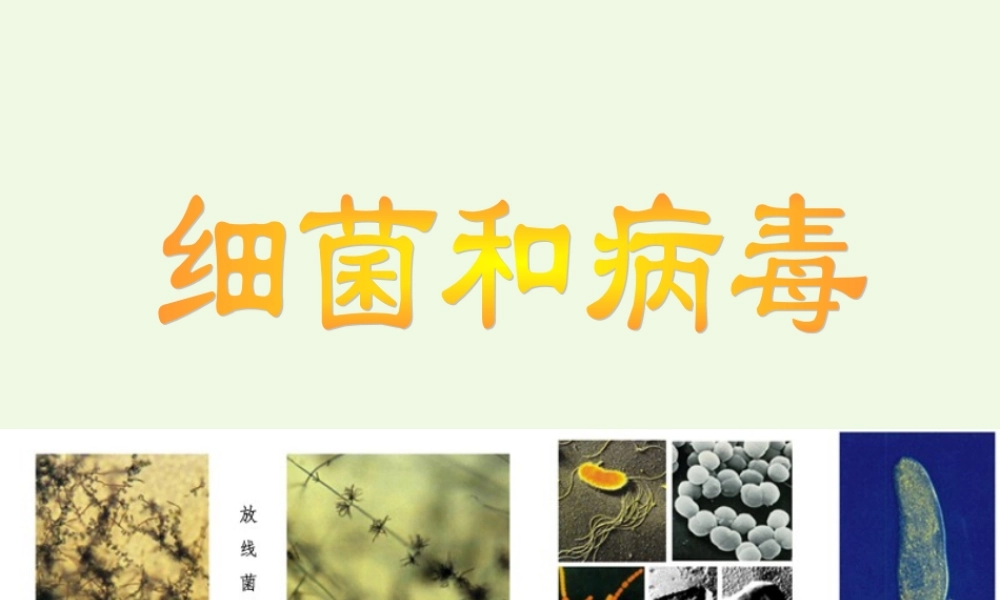 六年级科学上册 第5课 细菌和病毒课件2 冀教版-冀教版小学六年级上册自然科学课件
