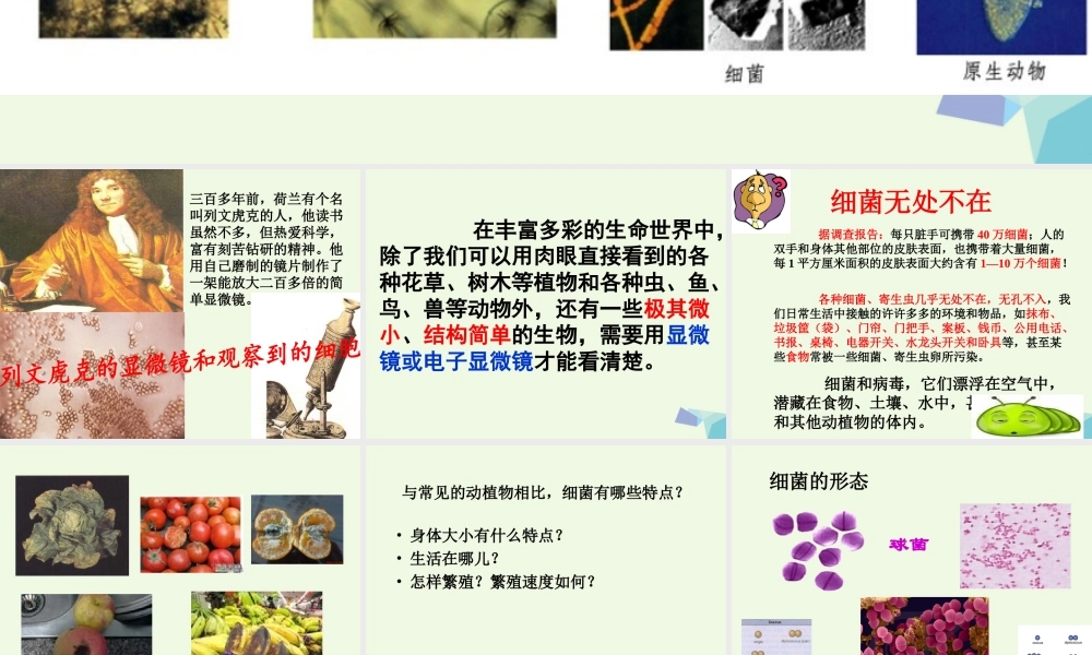 六年级科学上册 第5课 细菌和病毒课件2 冀教版-冀教版小学六年级上册自然科学课件