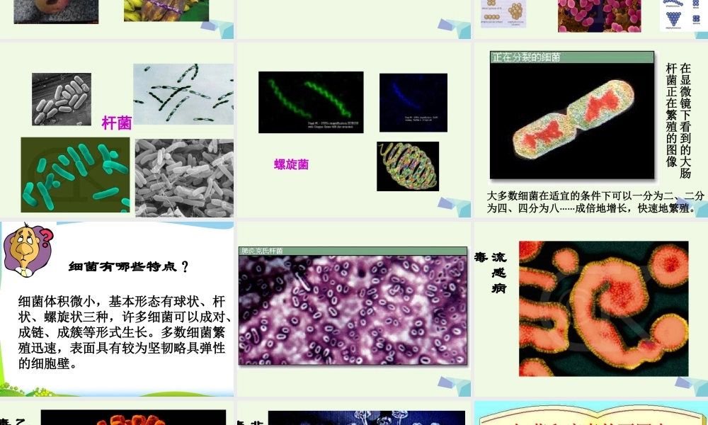 六年级科学上册 第5课 细菌和病毒课件2 冀教版-冀教版小学六年级上册自然科学课件