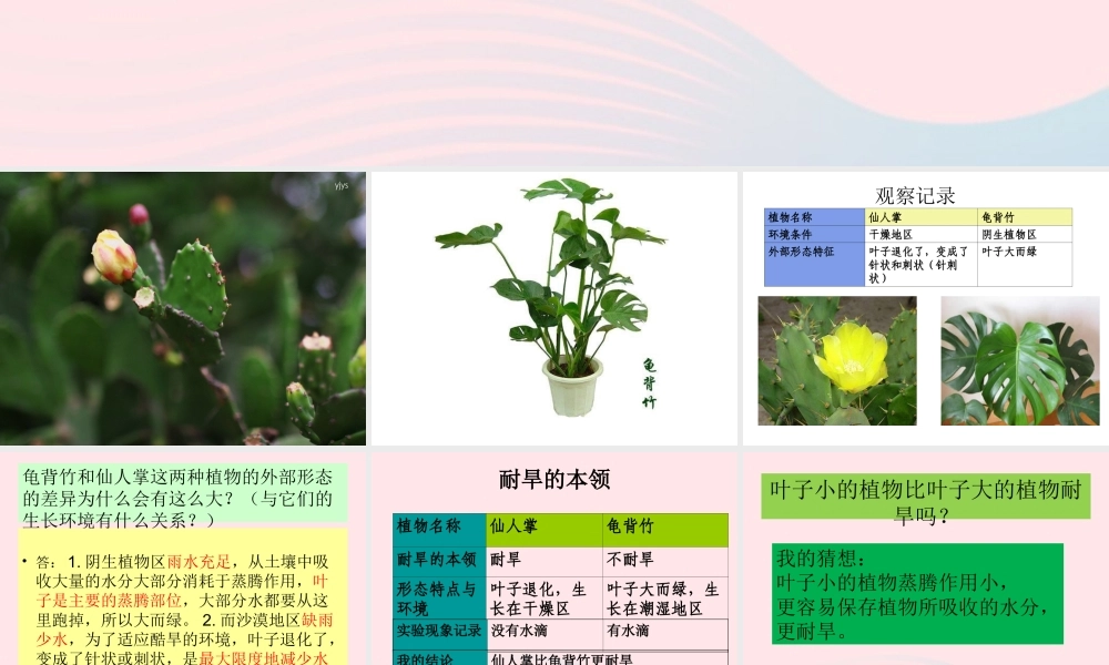 六年级科学下册 二 生物与环境 2 植物与环境课件（1） 新人教版-新人教版小学六年级下册自然科学课件