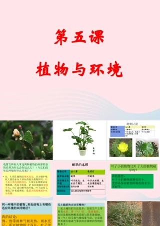 六年级科学下册 二 生物与环境 2 植物与环境课件（1） 新人教版-新人教版小学六年级下册自然科学课件