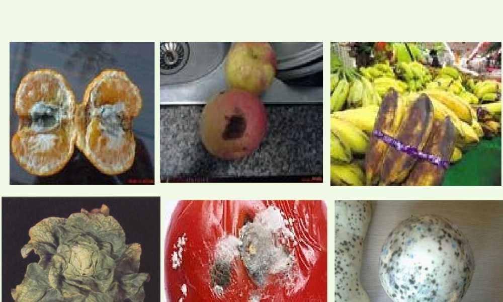 六年级科学上册 第5课 细菌和病毒课件3 冀教版-冀教版小学六年级上册自然科学课件