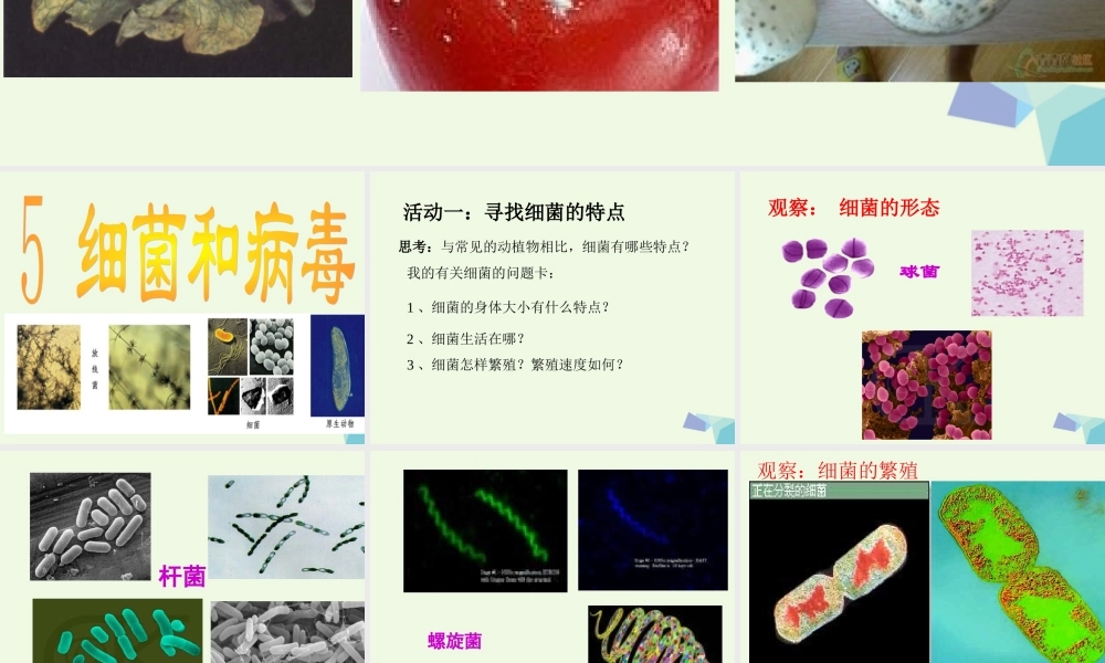 六年级科学上册 第5课 细菌和病毒课件3 冀教版-冀教版小学六年级上册自然科学课件