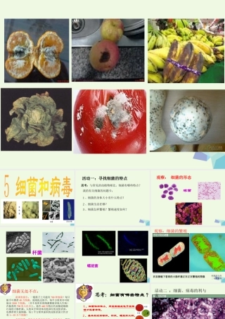 六年级科学上册 第5课 细菌和病毒课件3 冀教版-冀教版小学六年级上册自然科学课件