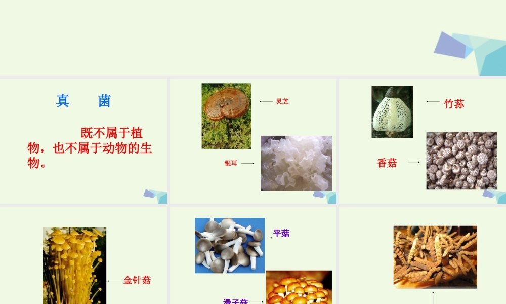六年级科学上册 第6课 生活中的真菌课件1 冀教版-冀教版小学六年级上册自然科学课件