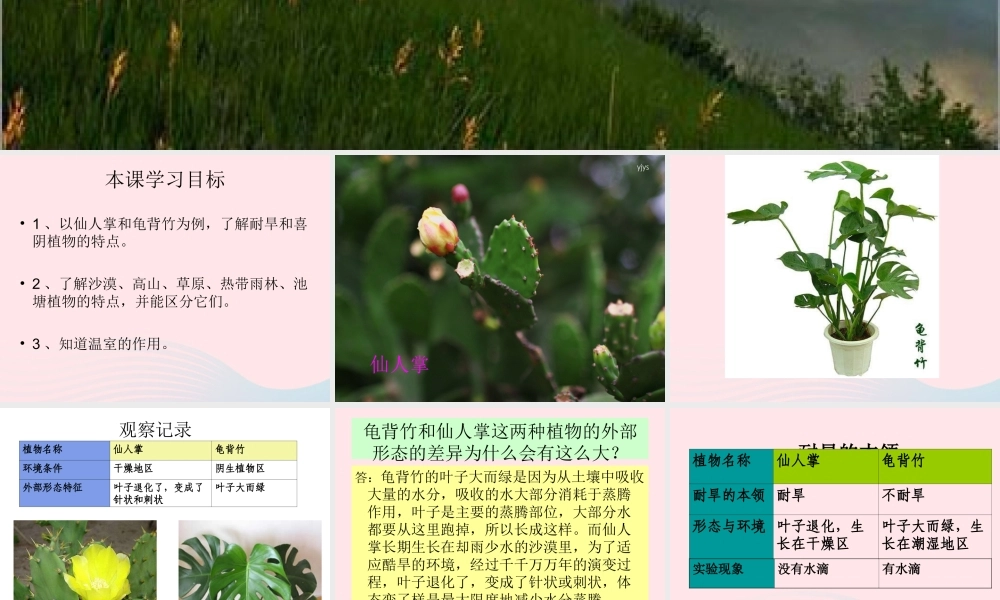 六年级科学下册 二 生物与环境 2 植物与环境课件（2） 新人教版-新人教版小学六年级下册自然科学课件