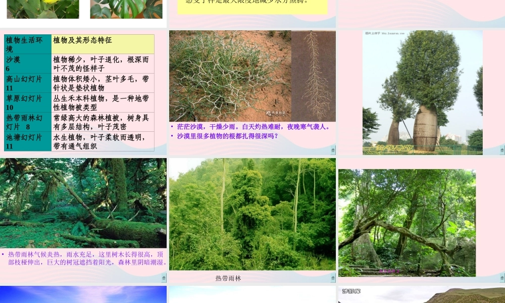 六年级科学下册 二 生物与环境 2 植物与环境课件（2） 新人教版-新人教版小学六年级下册自然科学课件