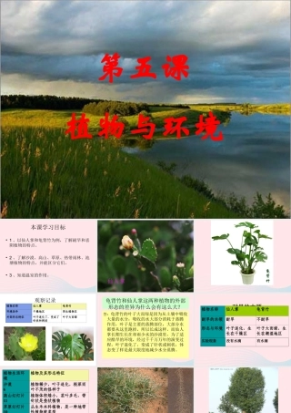 六年级科学下册 二 生物与环境 2 植物与环境课件（2） 新人教版-新人教版小学六年级下册自然科学课件