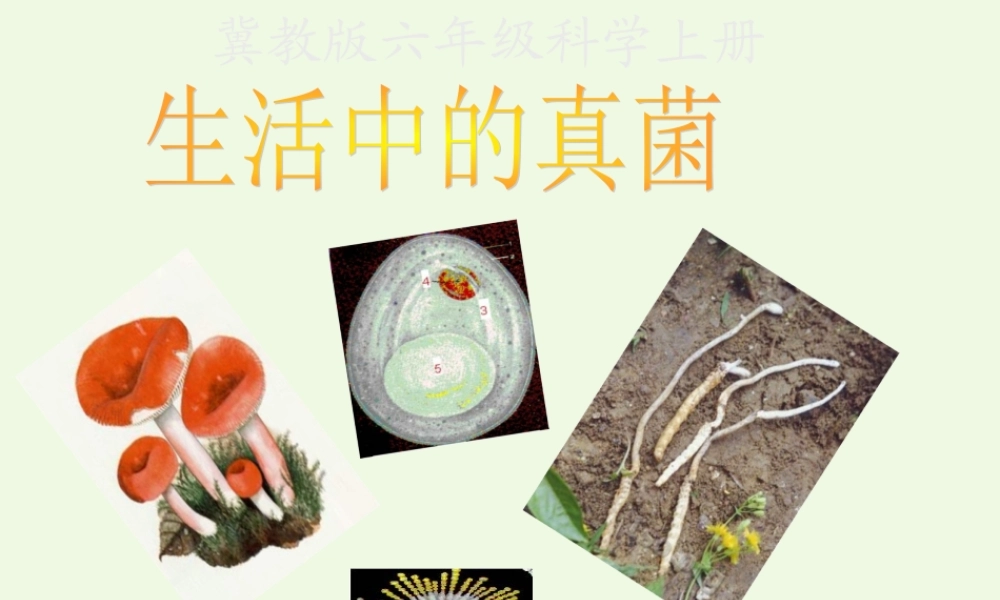 六年级科学上册 第6课 生活中的真菌课件2 冀教版-冀教版小学六年级上册自然科学课件
