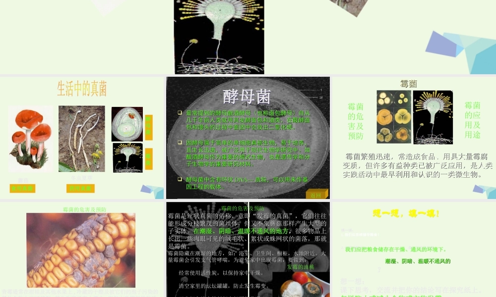 六年级科学上册 第6课 生活中的真菌课件2 冀教版-冀教版小学六年级上册自然科学课件