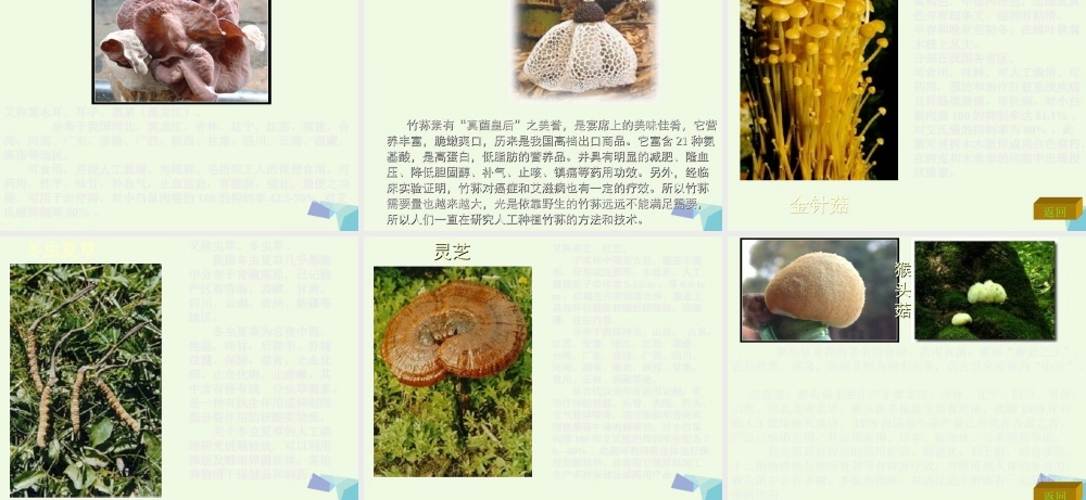 六年级科学上册 第6课 生活中的真菌课件2 冀教版-冀教版小学六年级上册自然科学课件