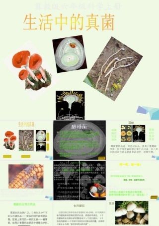 六年级科学上册 第6课 生活中的真菌课件2 冀教版-冀教版小学六年级上册自然科学课件